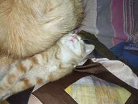   Donne chaton mâle  
