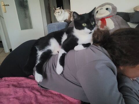 Chat BADCAT &agrave; l adoption 180 26130 Saint-paul-trois-ch�teaux