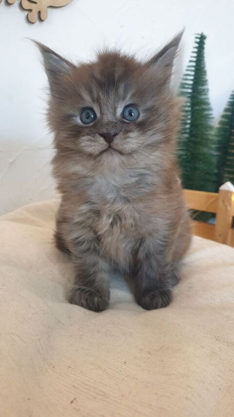 Chaton Maine Coon LOOF à  réserver  1100 30200 Saint-nazaire