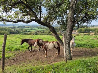  Terrain � vendre 16500 m� Troo