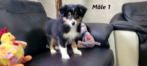 Chiots BERGER des SHETLANDS (M&acirc;les) 500 41700 Le controis-en-sologne