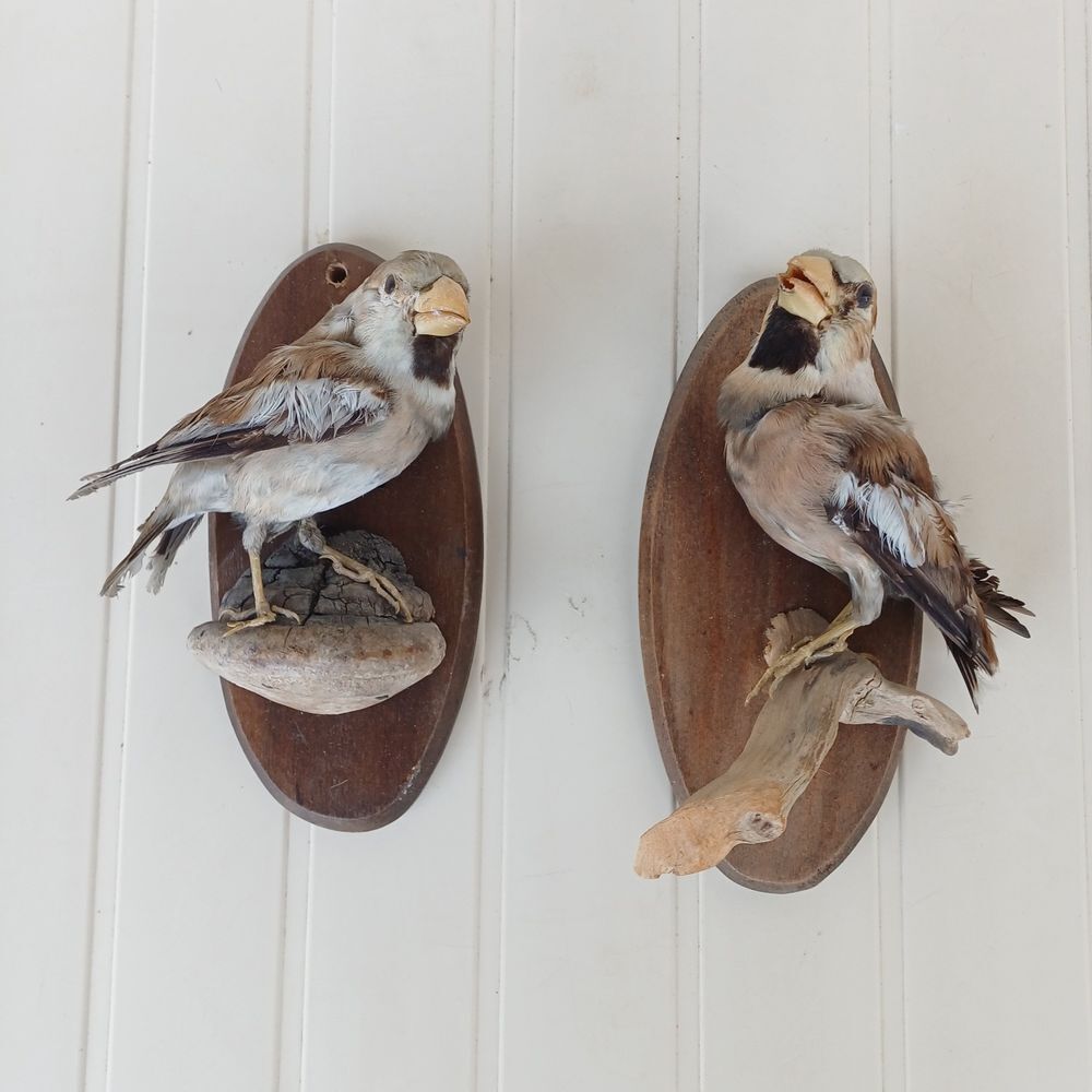 lot taxidermie empaille grosbec casse noyaux Décoration