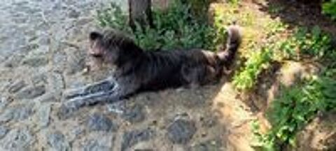   donne chien race drahthaar 3 ans 