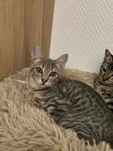   ROMEO adorable chaton 4 mois cherche famille 