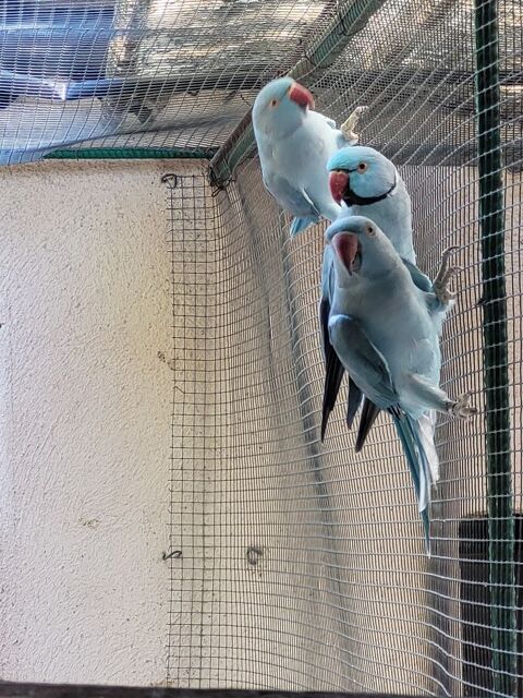 mandarin et perruche.. G perruche collier 10 83600 Fr�jus