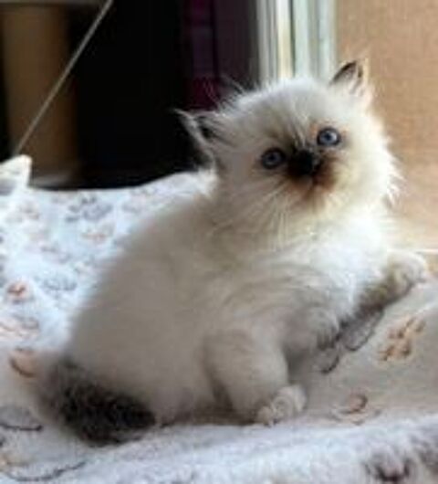   Adorables chatons sacrés de Birmanie 