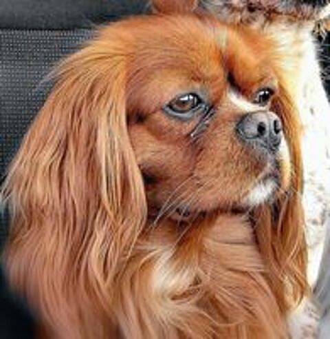   Cavalier king Charles rubis pour saillie  