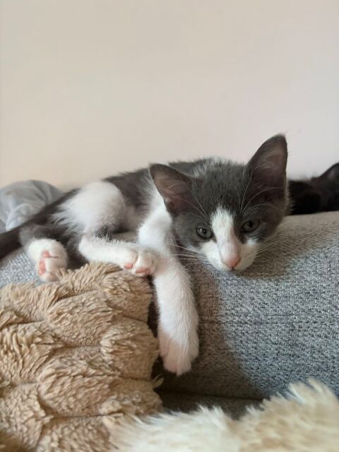 Chatons 0 91100 Corbeil-essonnes