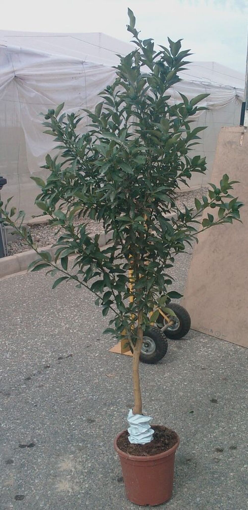 arbres citronniers orangers mandarinniers oliviers Jardin