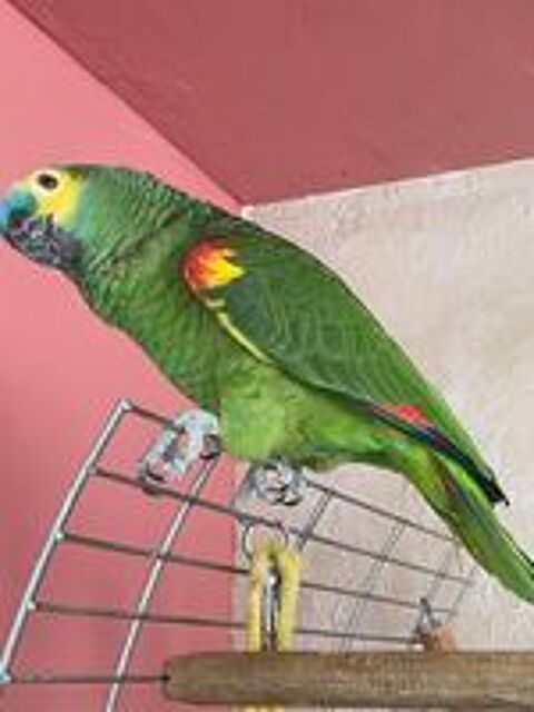   Perroquet Amazone front bleu  
