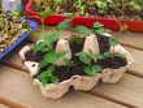 Troc Plantes &agrave; Auxon les Vesoul, le 11 mai 2024 Vide jardin
