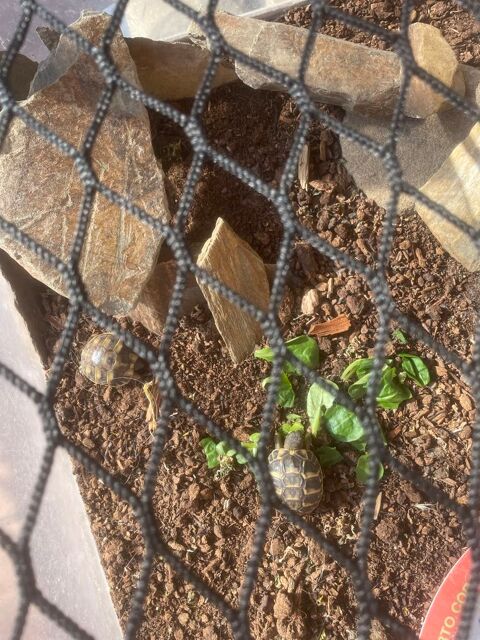 Tortue  40 13730 Saint-victoret