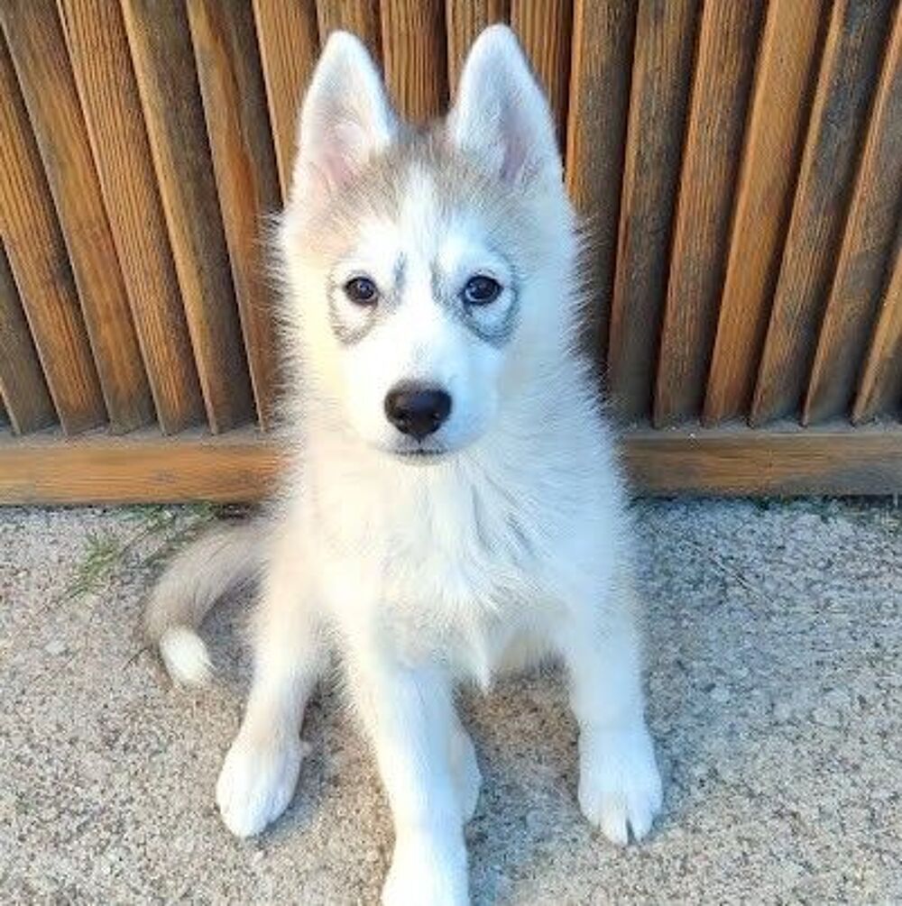   HURLEY🍼🩵 chiot croisé husky cherche famille dynamique  