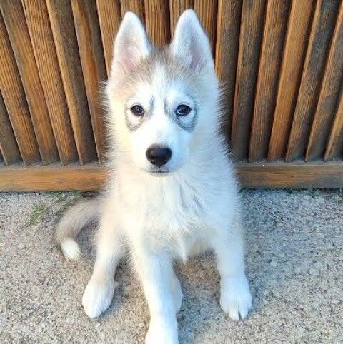 HURLEY🍼🩵 chiot crois&eacute; husky cherche famille dynamique 220 24140 Douville