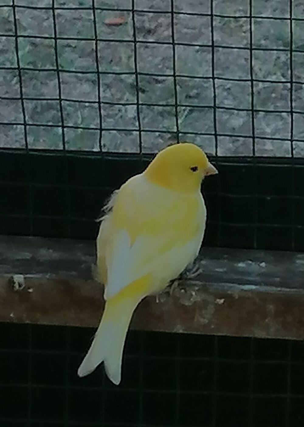   Canari  