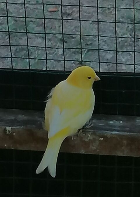 Canari  25 03400 Yzeure