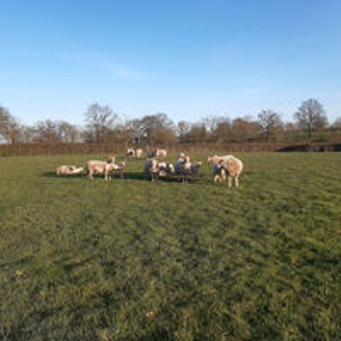   MOUTONS CHAROLLAIS 