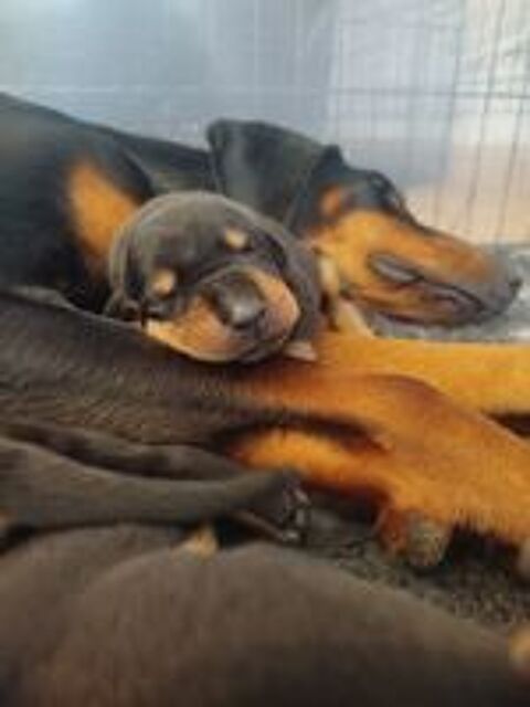   Chiots Dobermans  