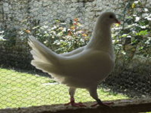   Pigeons reproducteurs hubbell blanc 