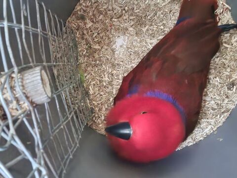 Couple d'&eacute;clectus 1200 32120 Saint-antonin