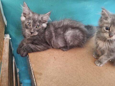 Maine coon loof polydactyle 1000 47000 Agen