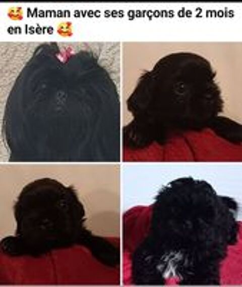   Chiots shih-tzu  