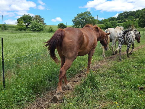 Magnifique cheval Alezan 500 81430 Villefranche-d'albigeois