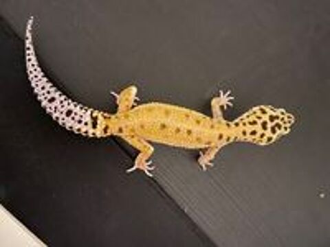   Gecko léopard avec terrarium et équipements  