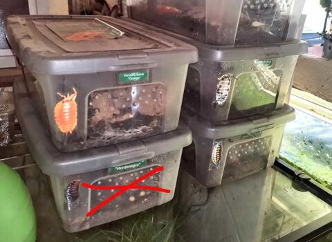 bo�tes d'�levage Porcellios Maisoncelle-Tuilerie (60)