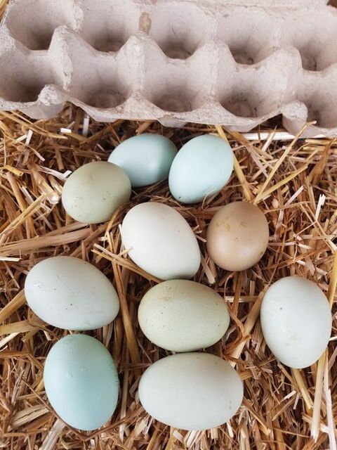 oeuf fecondé noir janzé, batam pekin ,vorwerk,soie, 2 77540 Courpalay