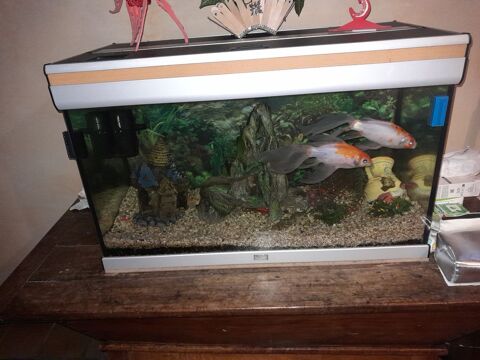 Donne aquarium 0 01430 Saint-martin-du-fr�ne