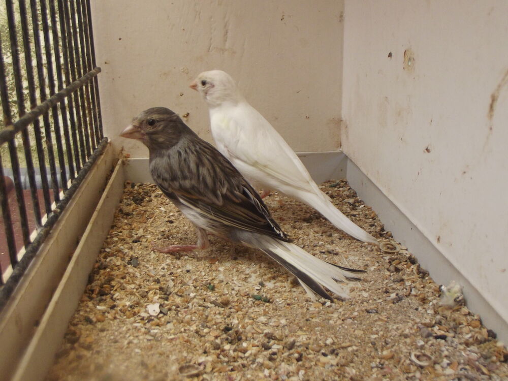   canaris raza 