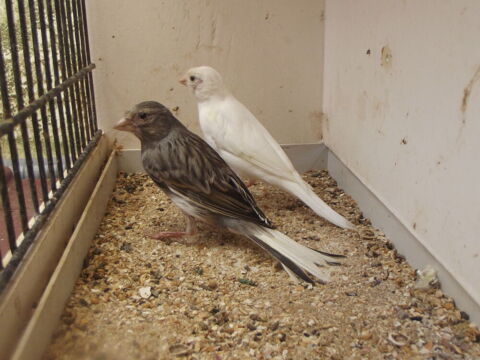 canaris raza 40 62320 Rouvroy