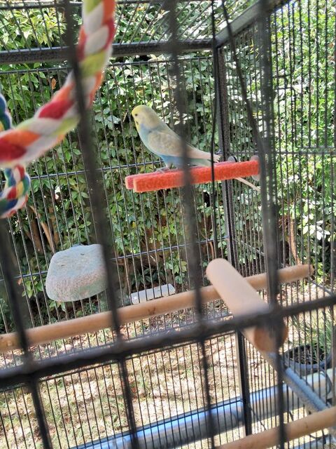 Cage + Oiseau 150 34690 Fabrègues