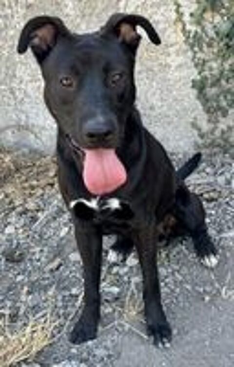   BRAVO, chiot croisé labrador 9 mois 