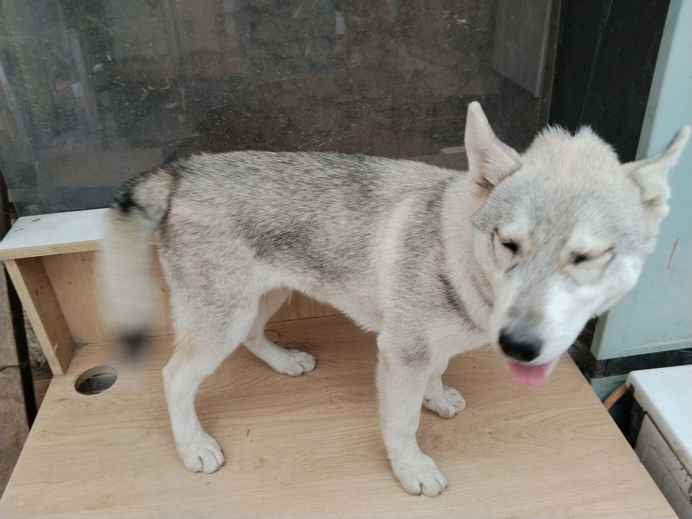   MAGNIFIQUES CHIOTS HUSKY SIBERIEN 