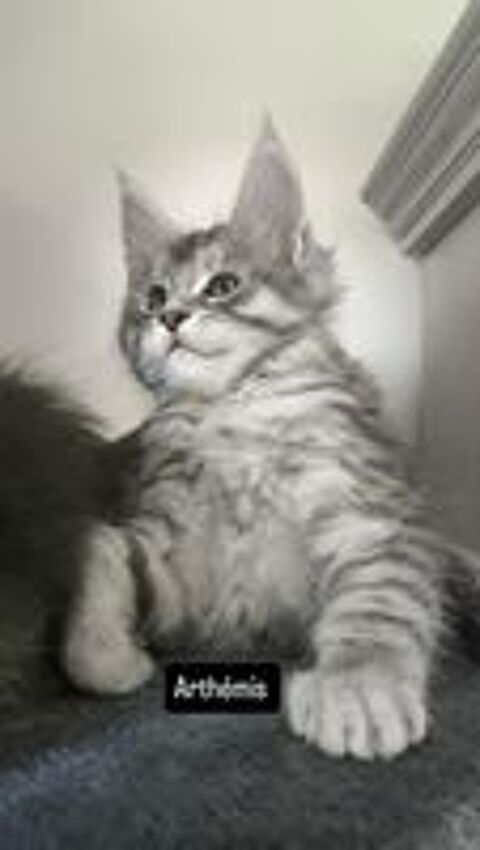   Chatons Maine coon  