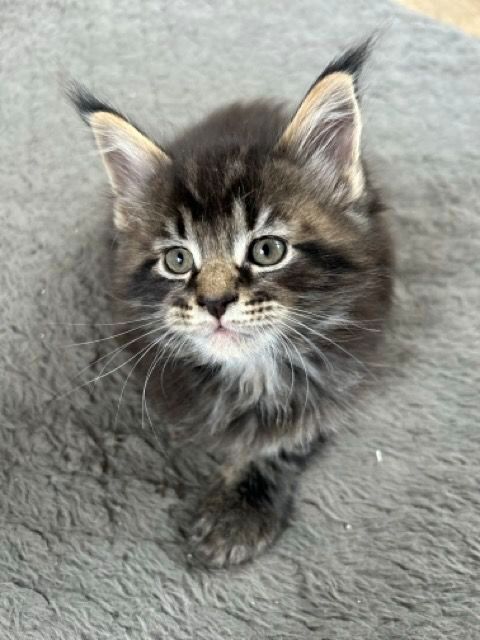 Chatons Maine Coon LOOF 1250 87440 Marval
