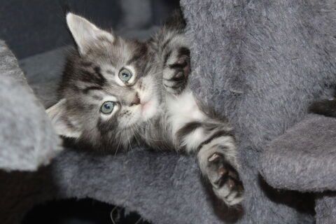 chatons maine coon Loof 1300 38270 Primarette