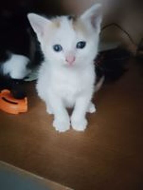   Donner chatons contre bon soin 
