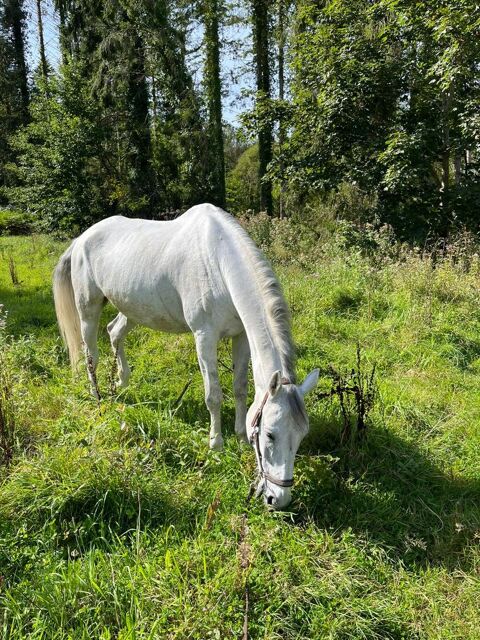 cheval SF de 11 ans 5000 29800 La forest-landerneau