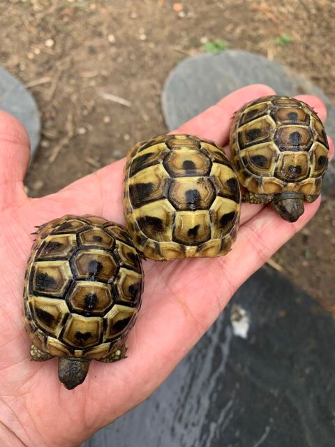 Tortues Hermann boettgeri 80 95330 Domont