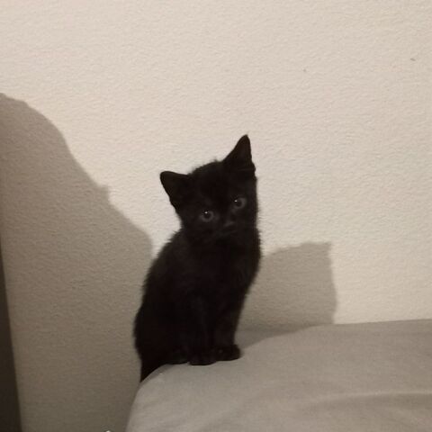 Chat TIKA &agrave; l adoption 120 26330 Châteauneuf-de-galaure