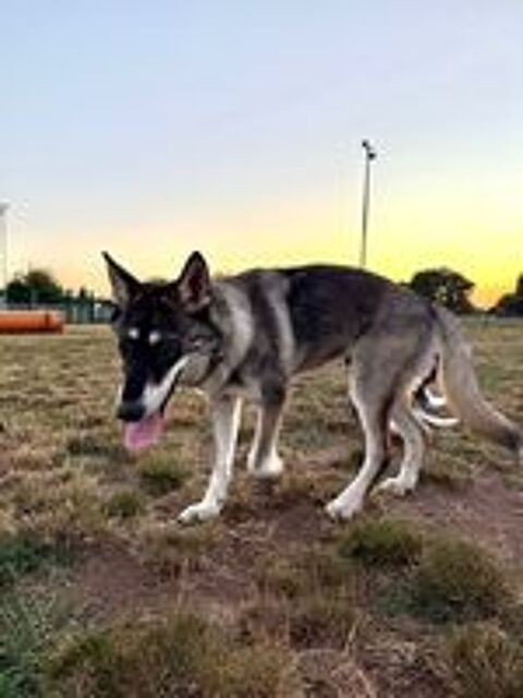   AÎKO CROISÉ YUSKI, CHIEN LOUP 
