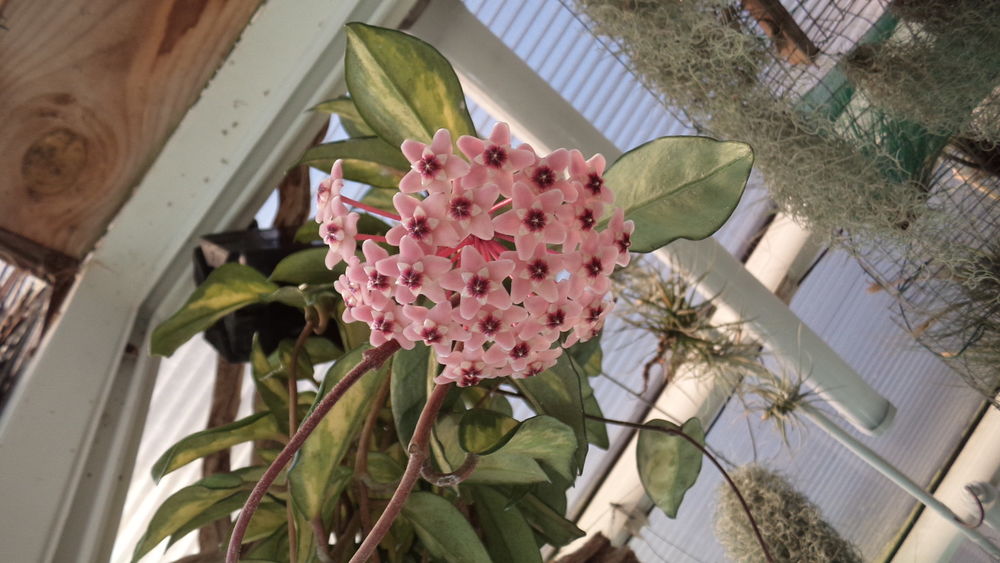 Hoya carnosa variegata &quot; fleurs de porcelaine &quot; Jardin