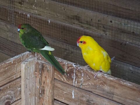 Kakarikis 50 66740 Villelongue-dels-monts