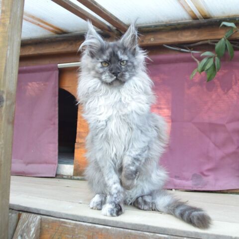 Chaton Femelle Maine Coon Black Smoke Hight Color 1200 30130 Saint-paulet-de-caisson