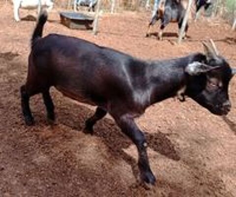   chevre 