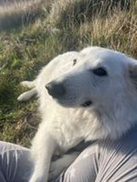   Berger Blanc Suisse LOF a rserver (- de 2 mois) 