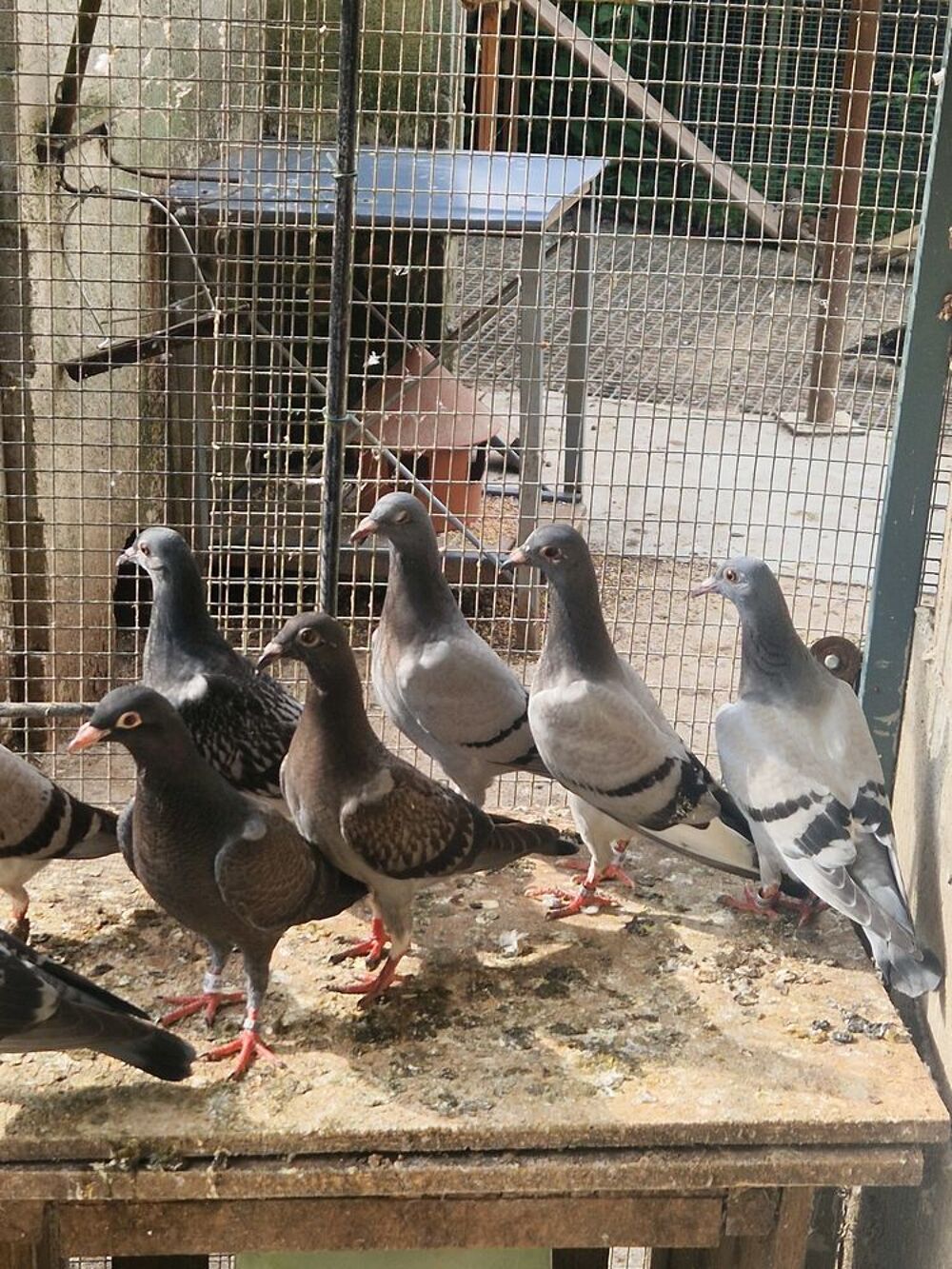   Jeune pigeon voyageur bague jamais sorti  